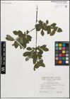 Foto von Salix myrsinifolia Salisb.